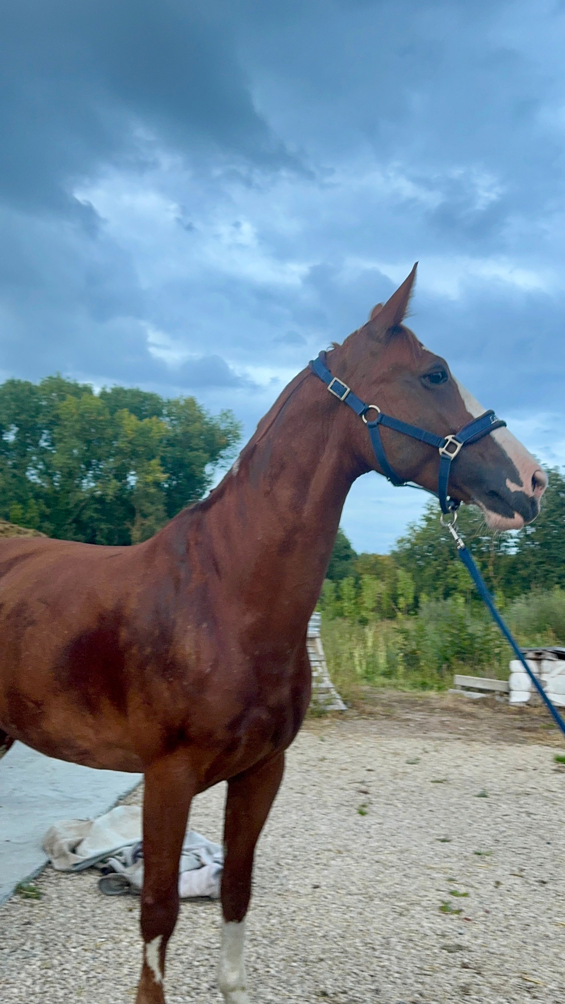 kwpn springpaard merrie 10 Jahre alt vos zu verkaufen - Foto 2
