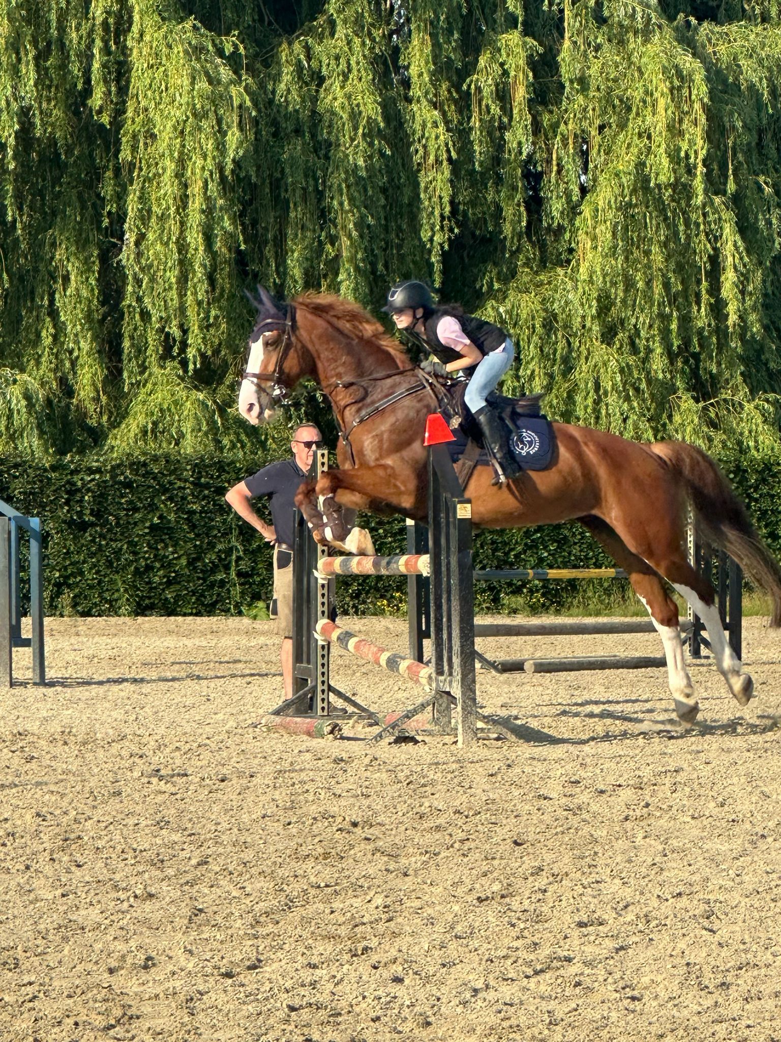 kwpn springpaard merrie 10 Jahre alt vos zu verkaufen - Foto 4