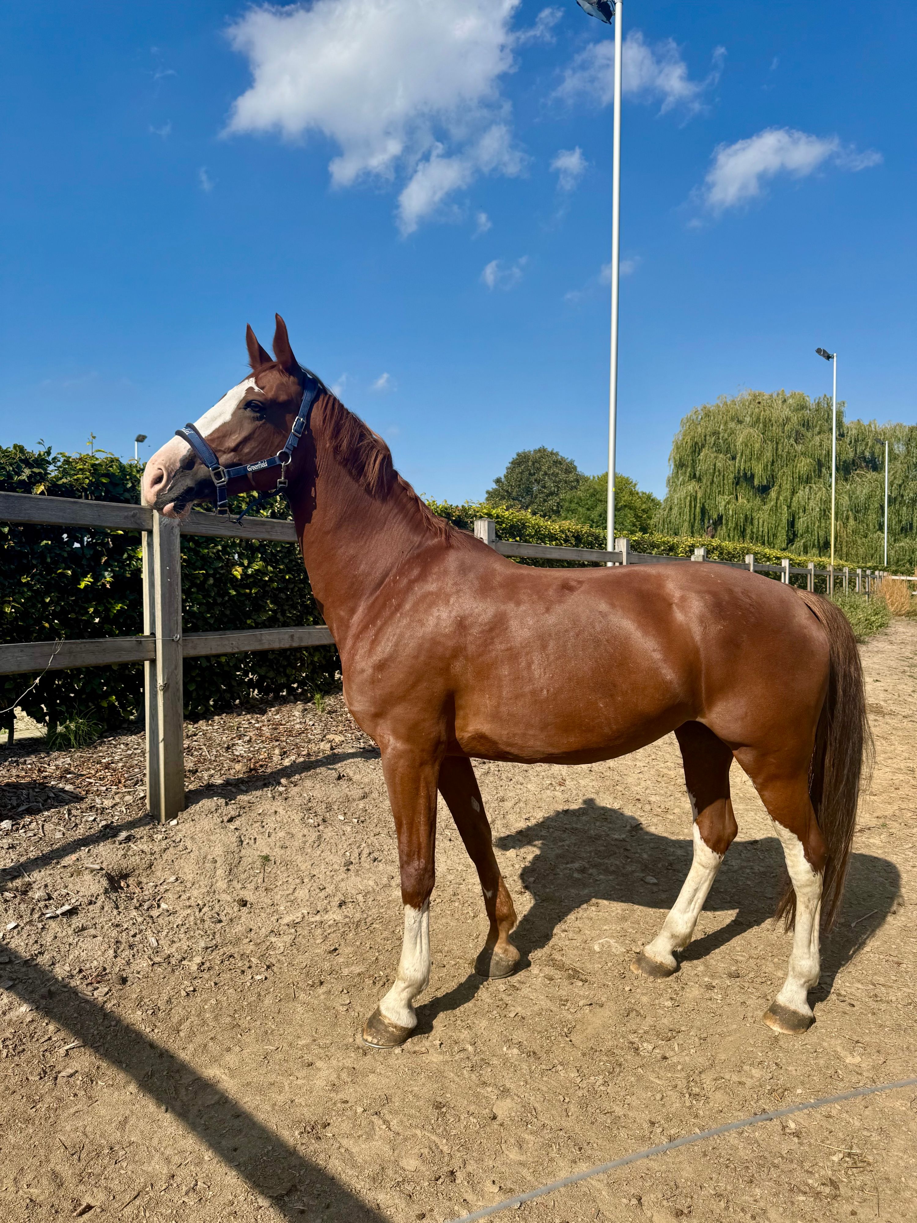 kwpn springpaard merrie 10 Jahre alt vos zu verkaufen - Foto 3