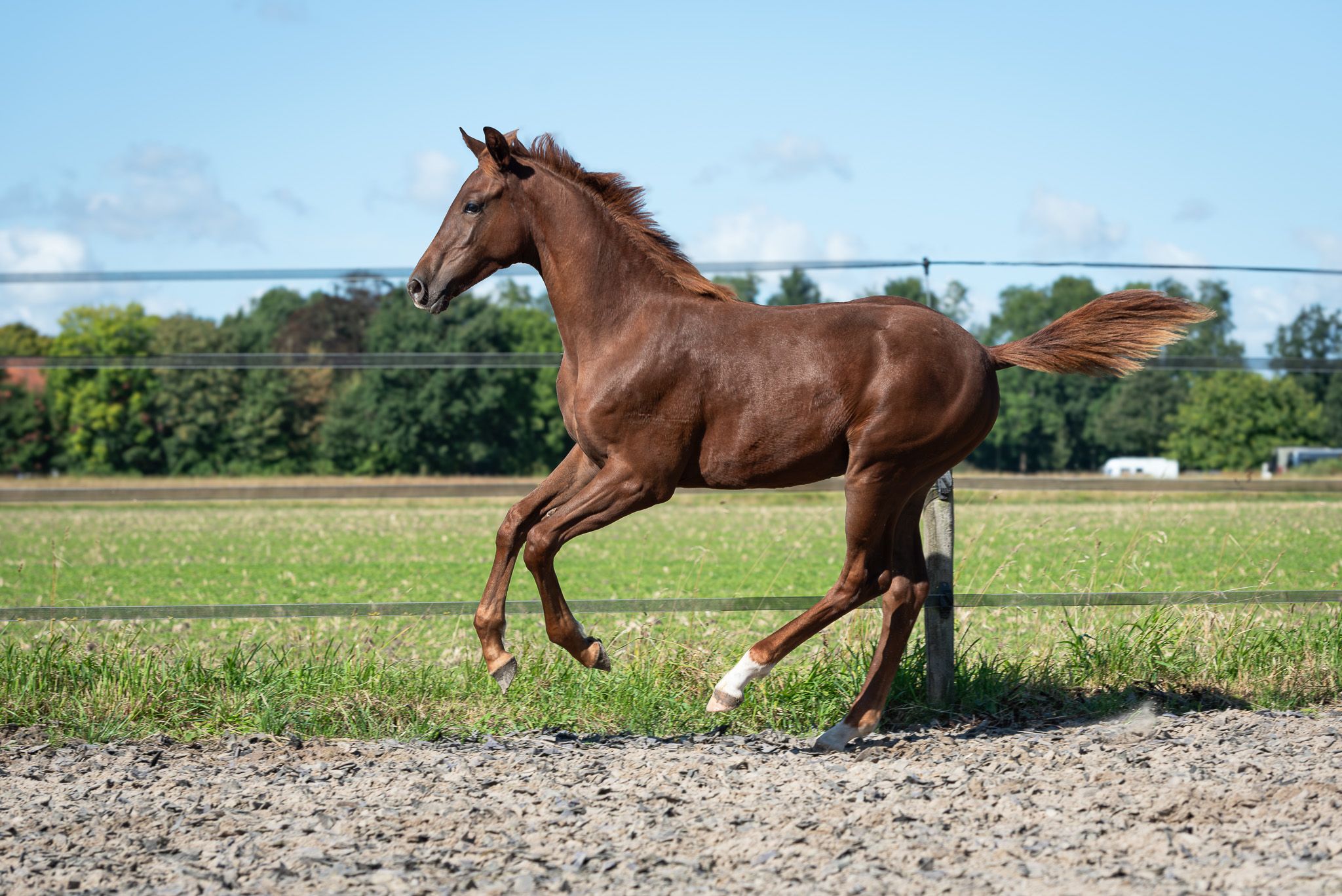 nrps dressuurpaard merrie 0 años vos en venta - Foto 4