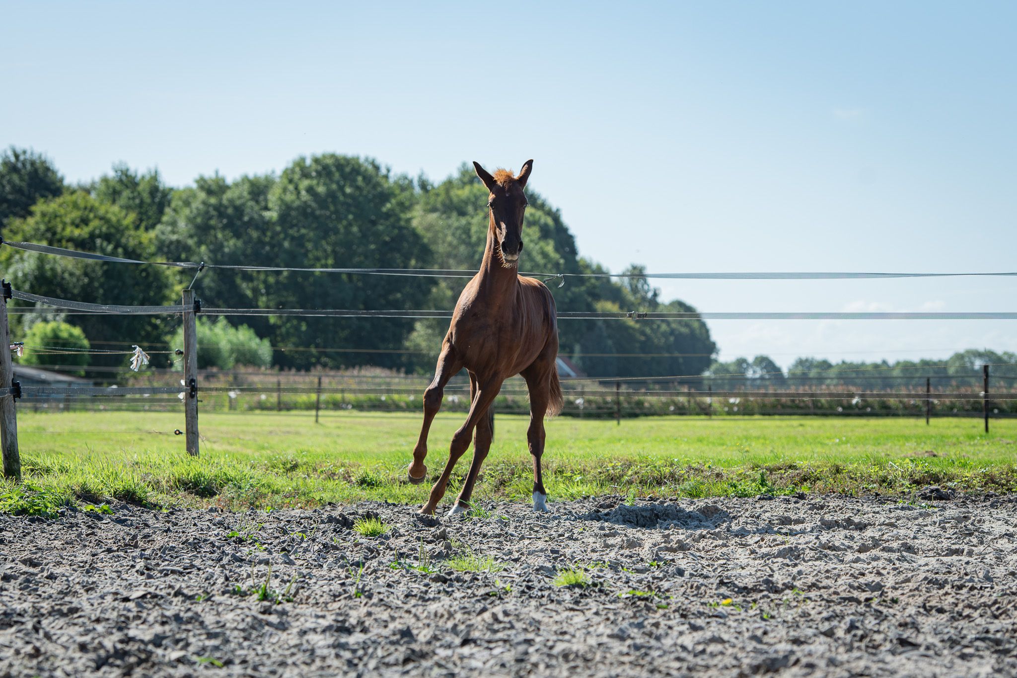 nrps dressuurpaard merrie 0 años vos en venta - Foto 5