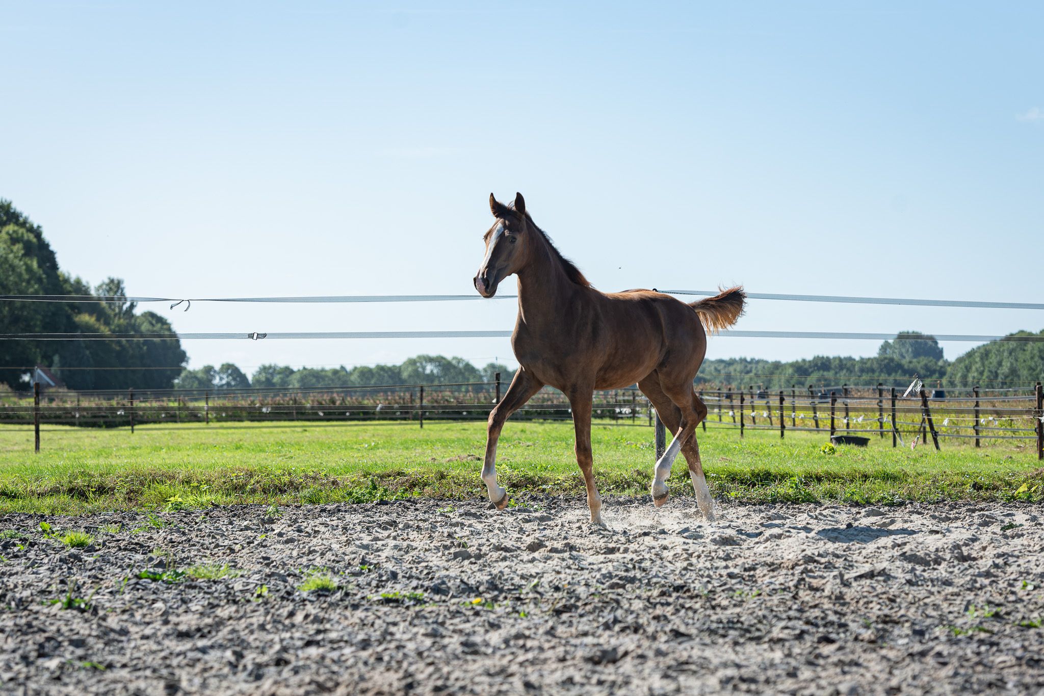 nrps dressuurpaard merrie 0 años vos en venta - Foto 6