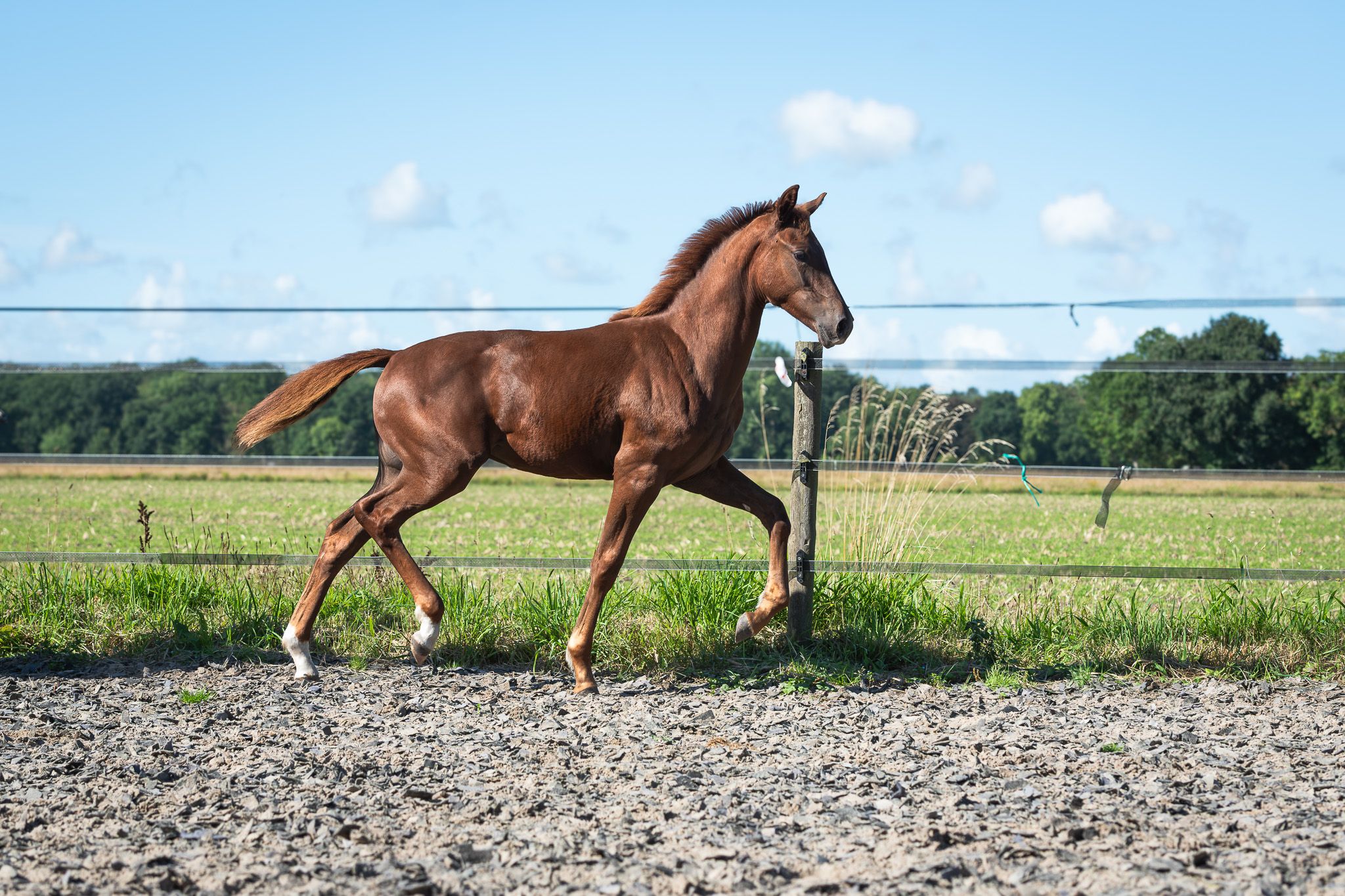 nrps dressuurpaard merrie 0 años vos en venta - Foto 2