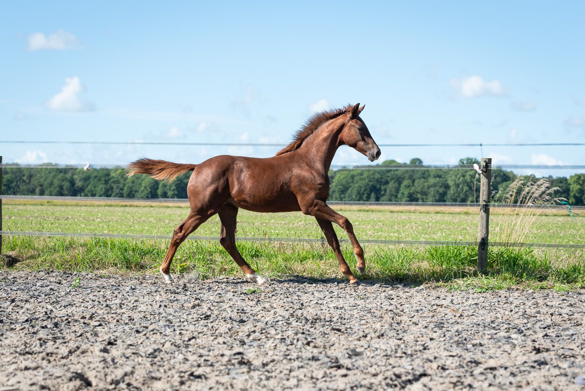 nrps dressuurpaard merrie 0 años vos en venta - Foto 3