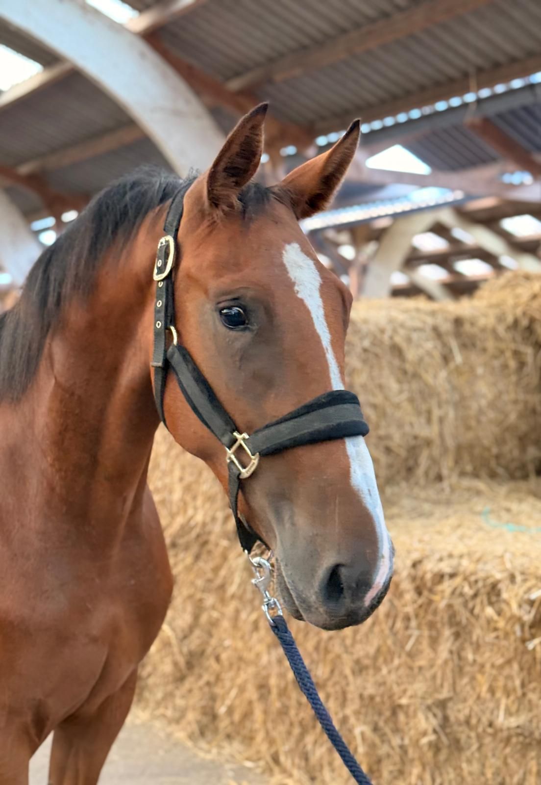 kwpn springpaard merrie 2 years old bruin for sale - Photo 2