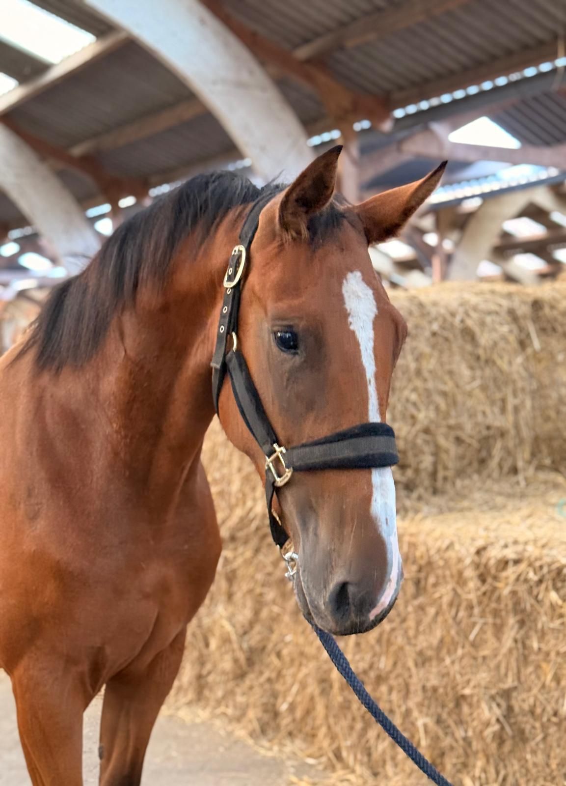 kwpn springpaard merrie 2 years old bruin for sale - Photo 4