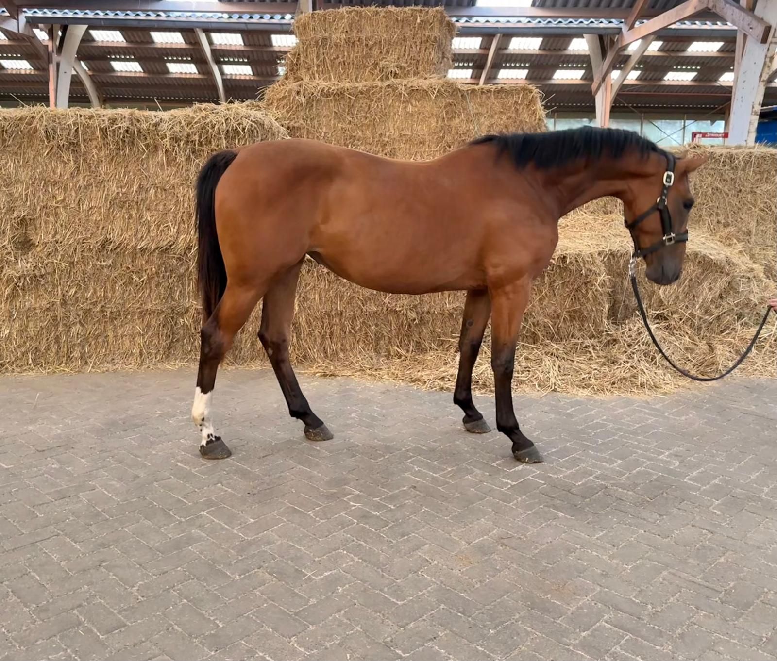 kwpn springpaard merrie 2 years old bruin for sale - Photo 3