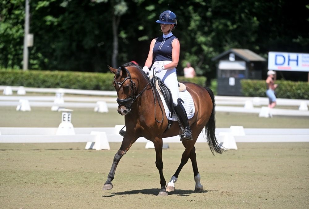 nrps dressuurpony merrie 11 سنوات bruin للبيع - صورة 2