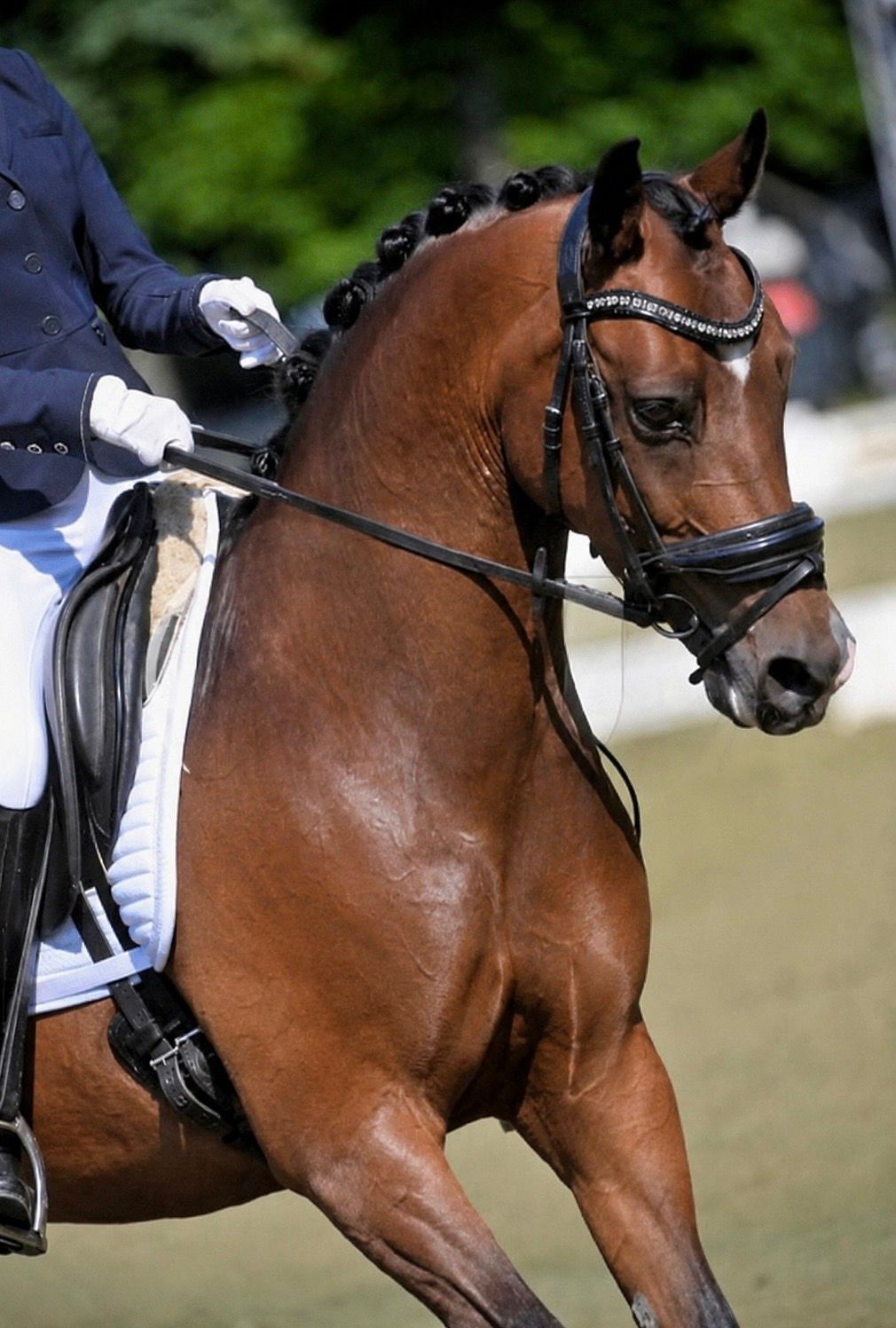 nrps dressuurpony merrie 11 سنوات bruin للبيع - صورة 4