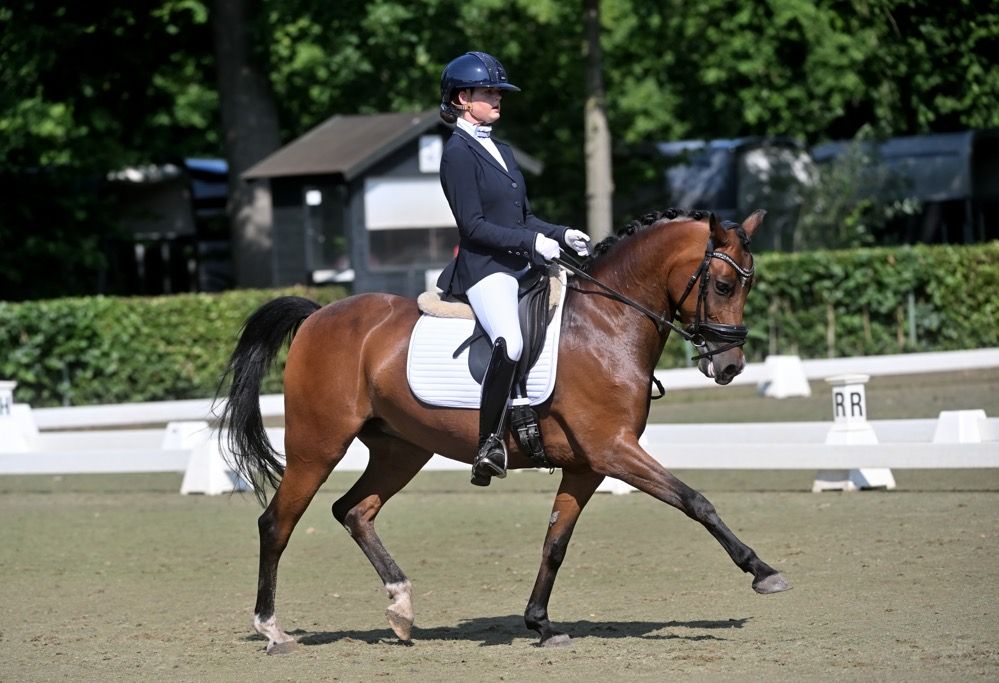 nrps dressuurpony merrie 11 سنوات bruin للبيع - صورة 3