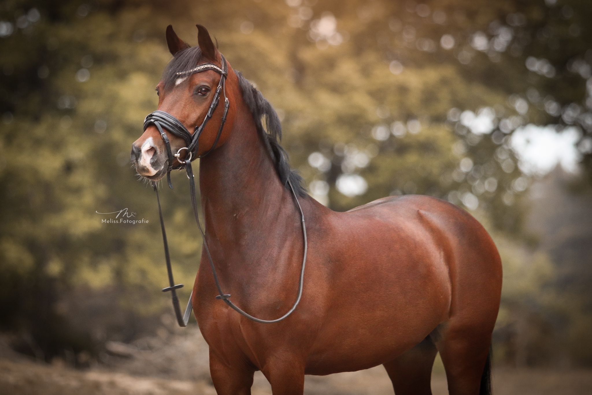 nrps dressuurpony merrie 11 سنوات bruin للبيع - صورة 6