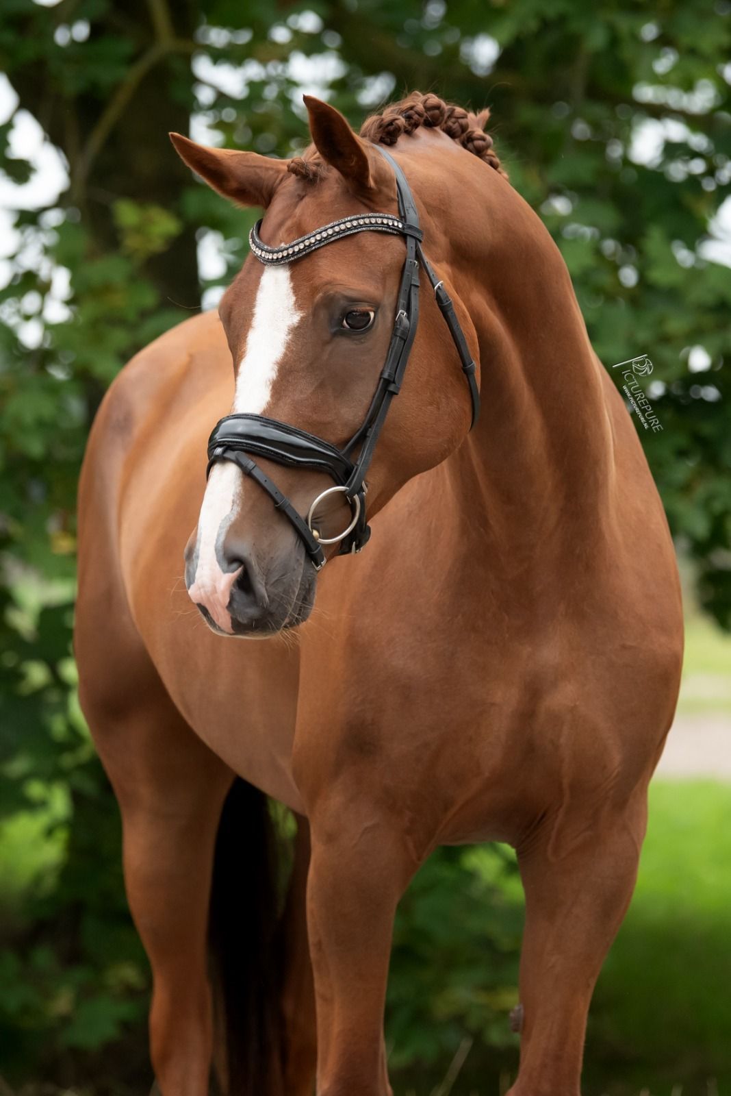 bwp dressuurpaard ruin 10 Jahre alt vos zu verkaufen - Foto 6