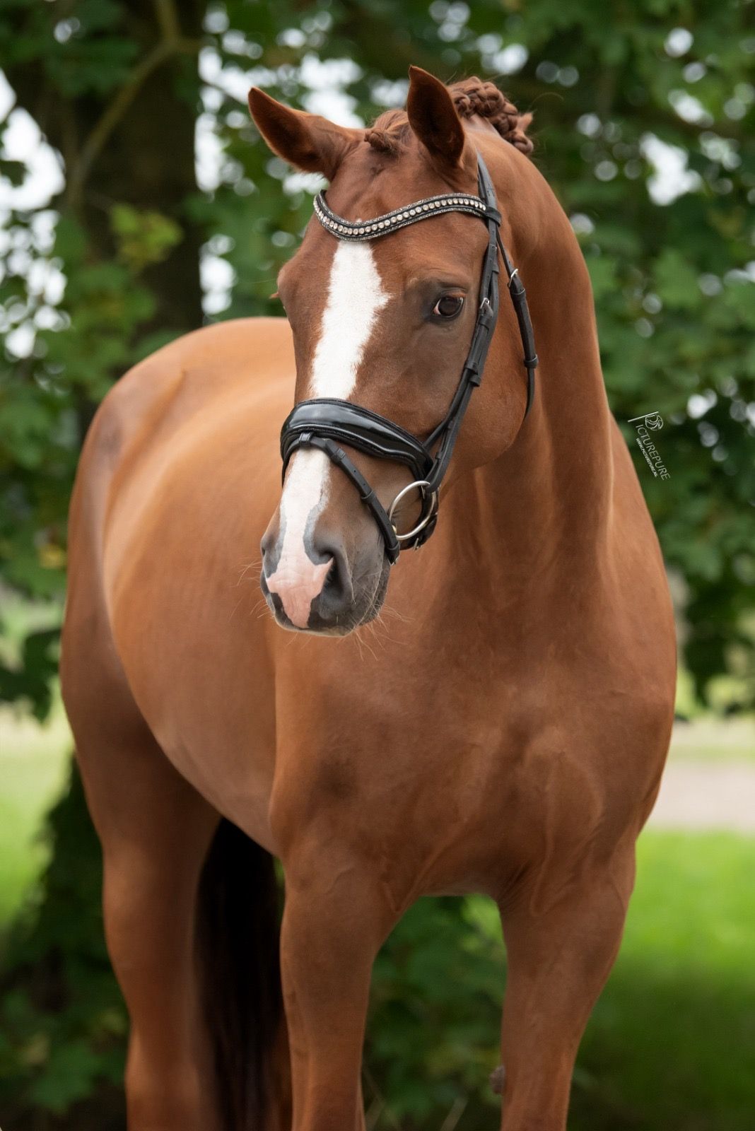 bwp dressuurpaard ruin 10 Jahre alt vos zu verkaufen - Foto 2