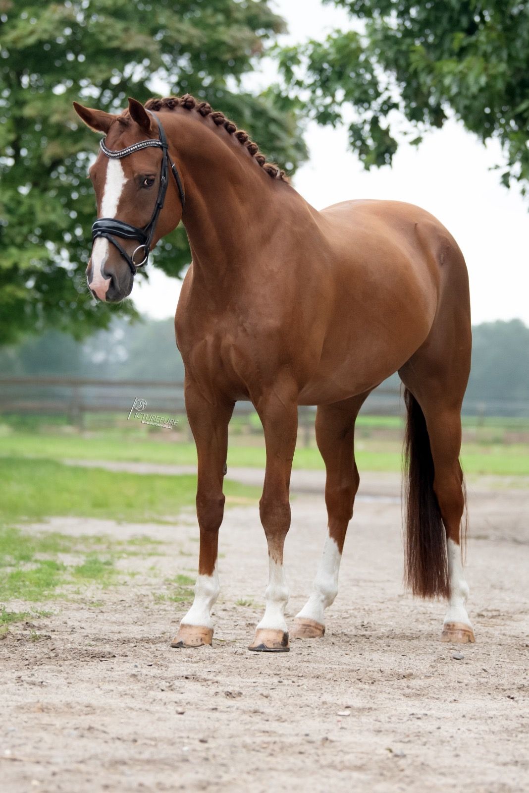 bwp dressuurpaard ruin 10 Jahre alt vos zu verkaufen - Foto 4