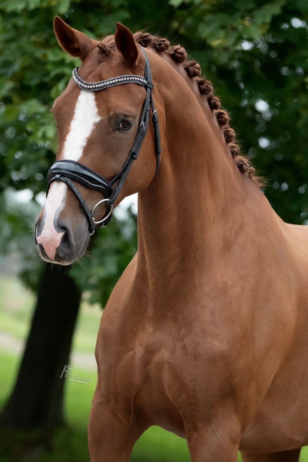bwp dressuurpaard ruin 10 Jahre alt vos zu verkaufen - Foto 3