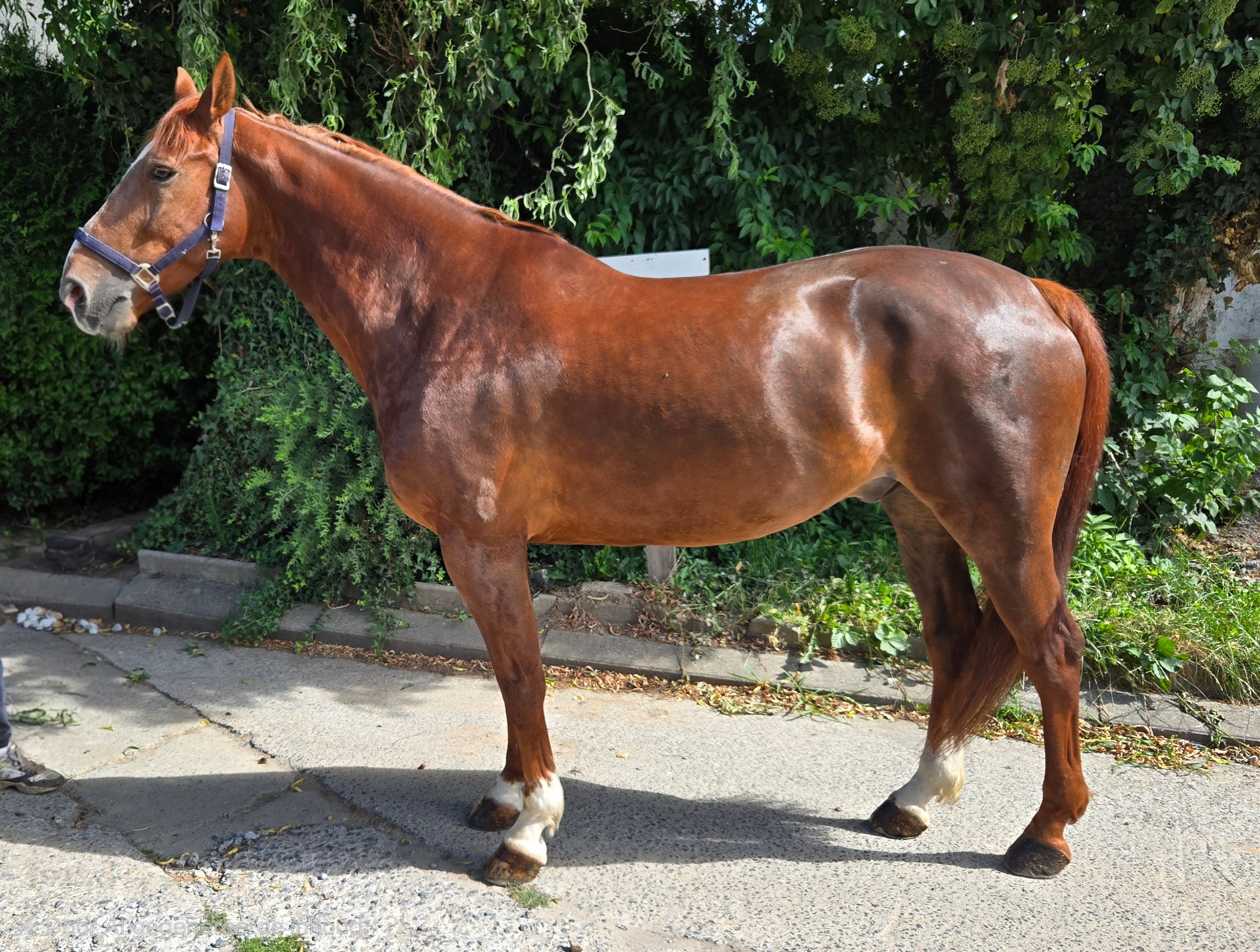 Experienced 11-year-old gelding by Flipper d’Elle – 1.20/1.30m