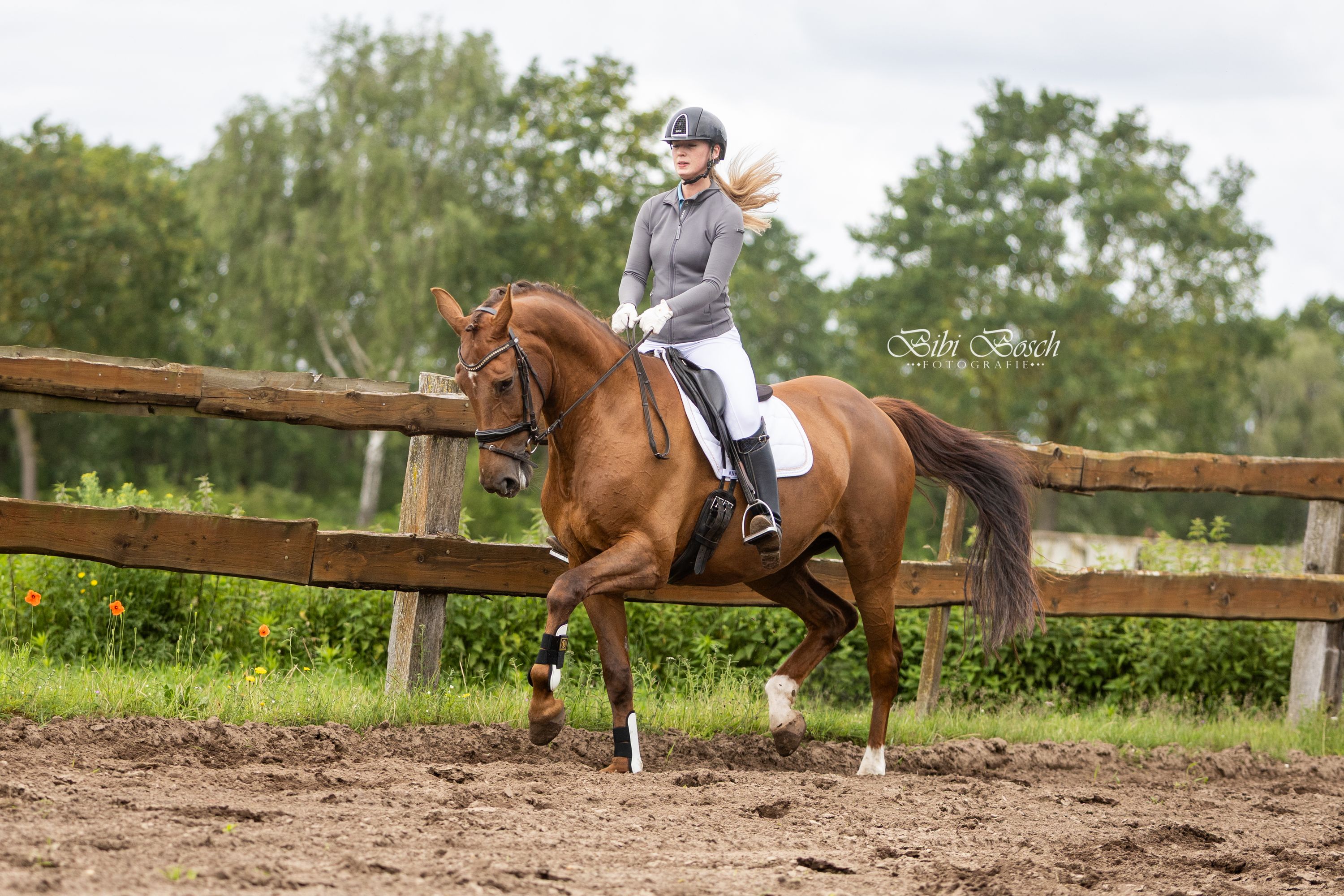 nrps dressuurpaard merrie 10 ani vos de vânzare - Foto 3