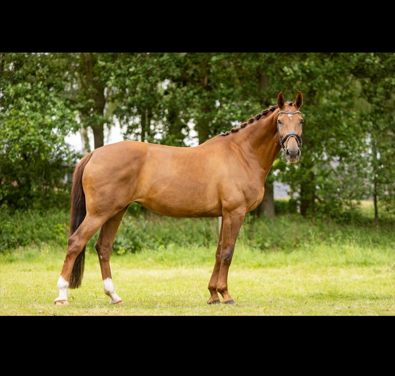 nrps dressuurpaard merrie 10 ani vos de vânzare - Foto 2
