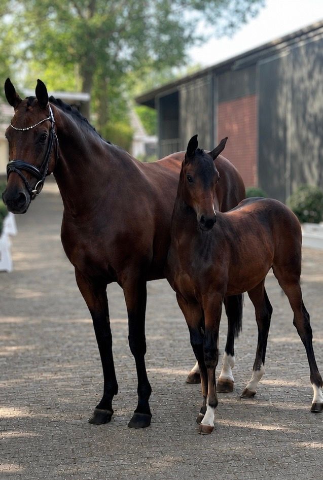 kwpn dressuurpaard merrie 0 years old donkerbruin for sale - Photo 2
