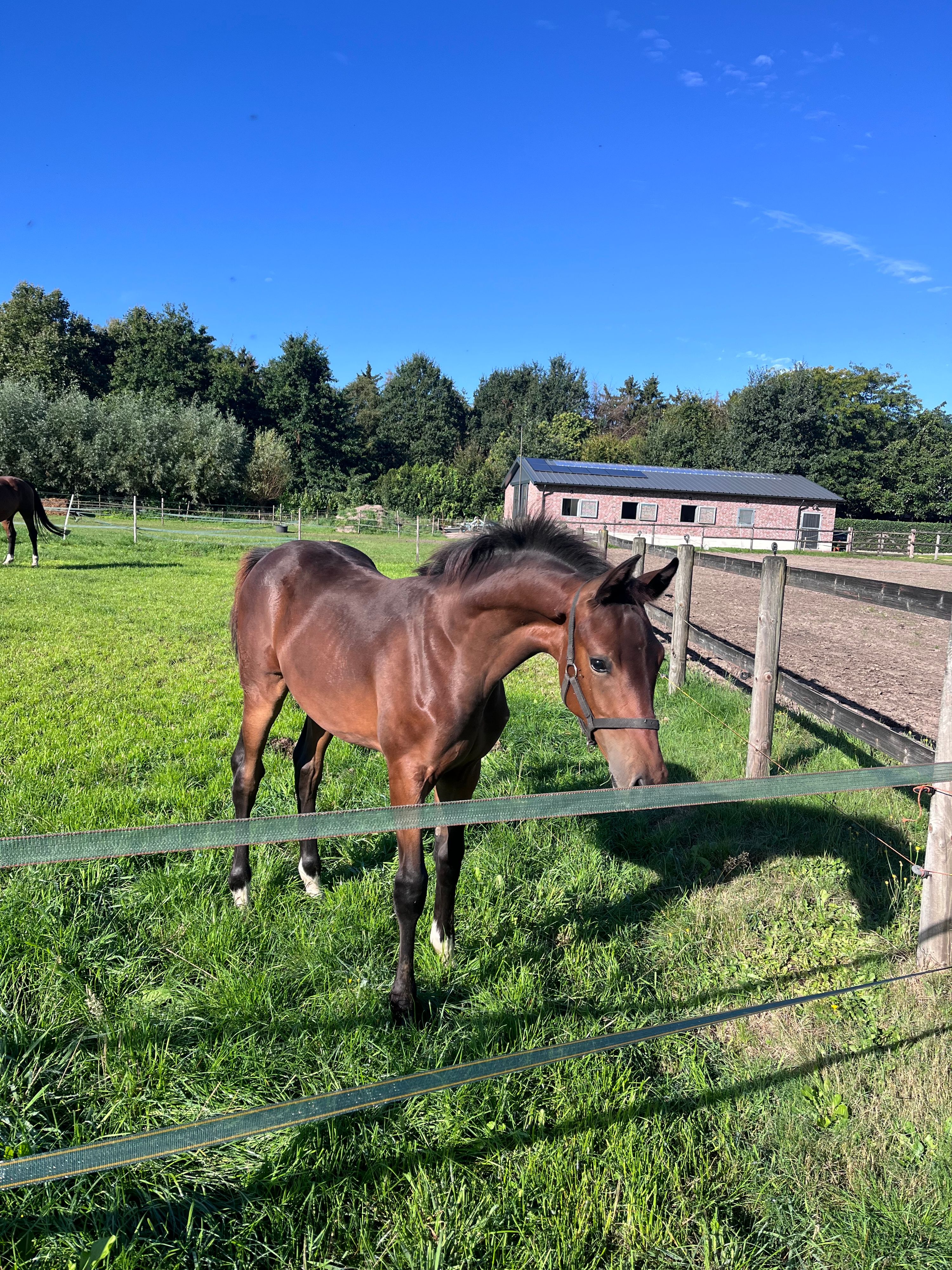 kwpn dressuurpaard merrie 0 years old donkerbruin for sale - Photo 5