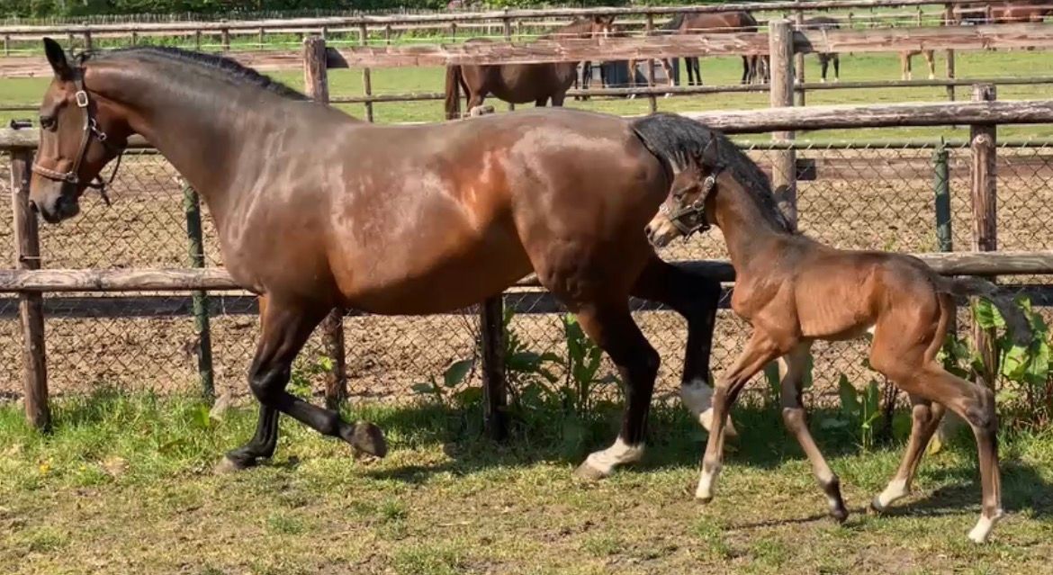 kwpn dressuurpaard merrie 0 years old donkerbruin for sale - Photo 3