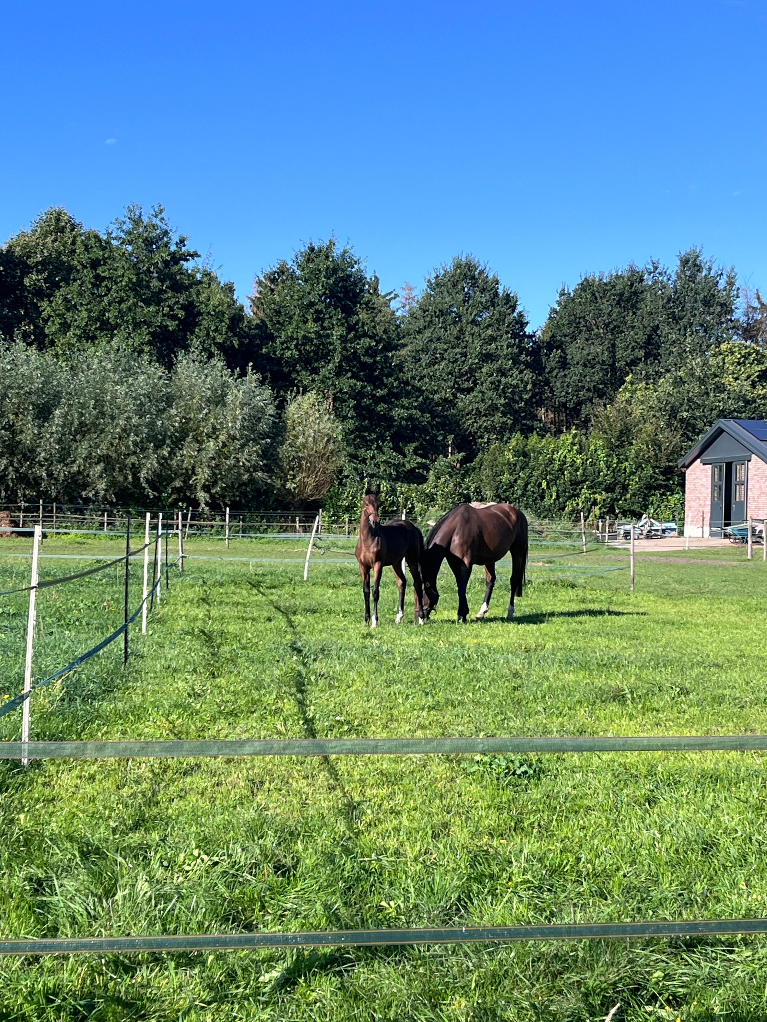 kwpn dressuurpaard merrie 0 years old donkerbruin for sale - Photo 4