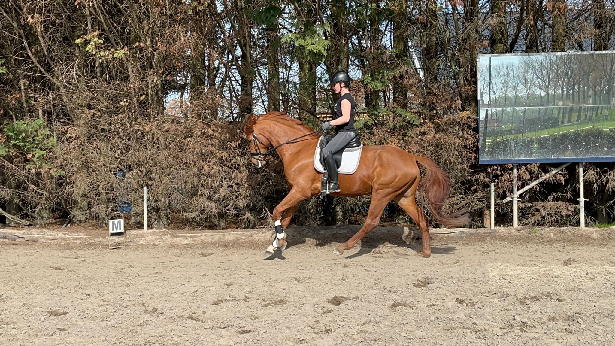 Super brave gelding!