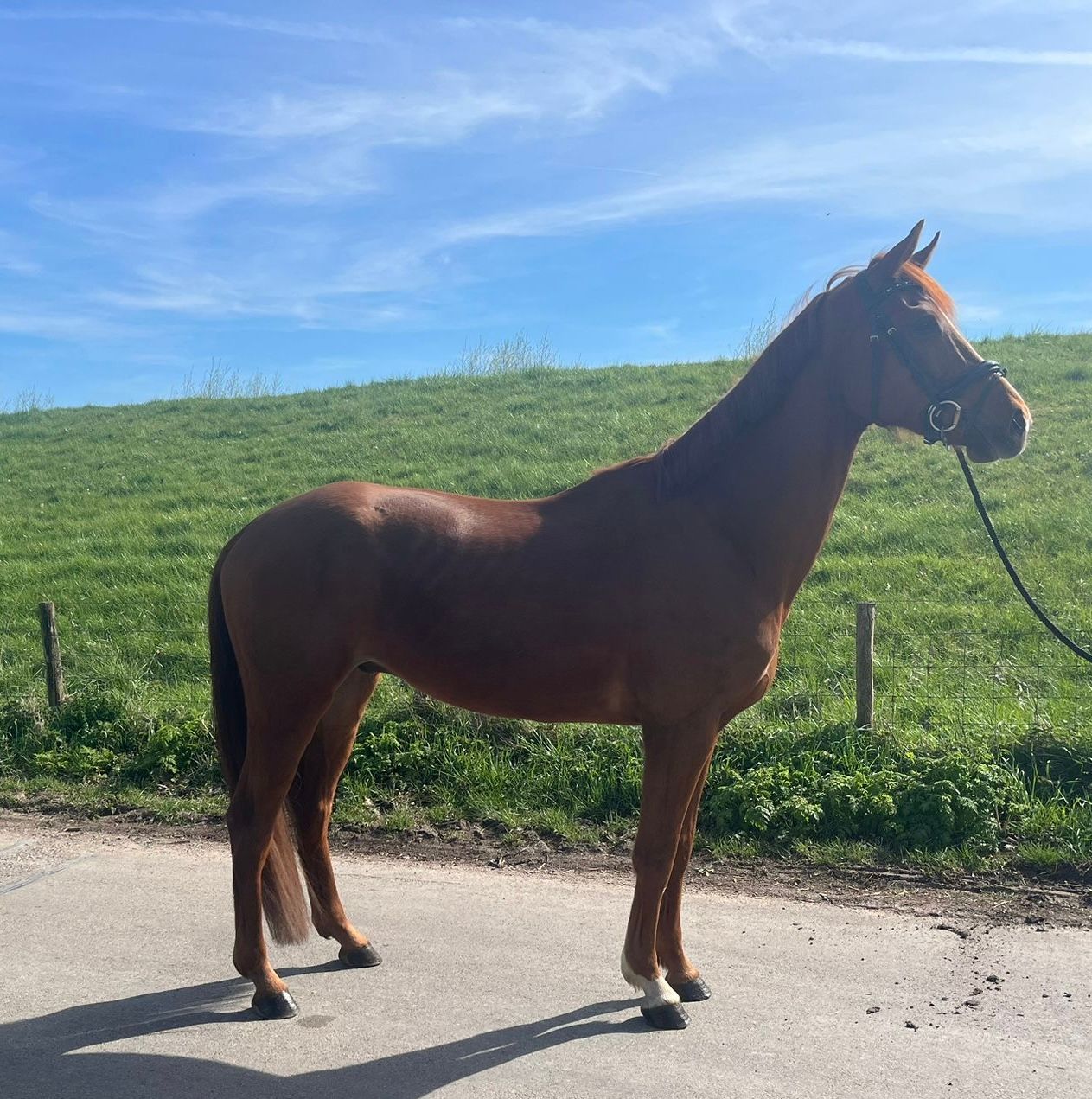 kwpn dressuurpaard ruin 5 years old vos for sale - Photo 3