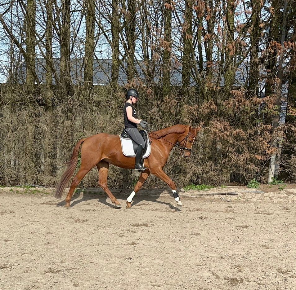 kwpn dressuurpaard ruin 5 years old vos for sale - Photo 2