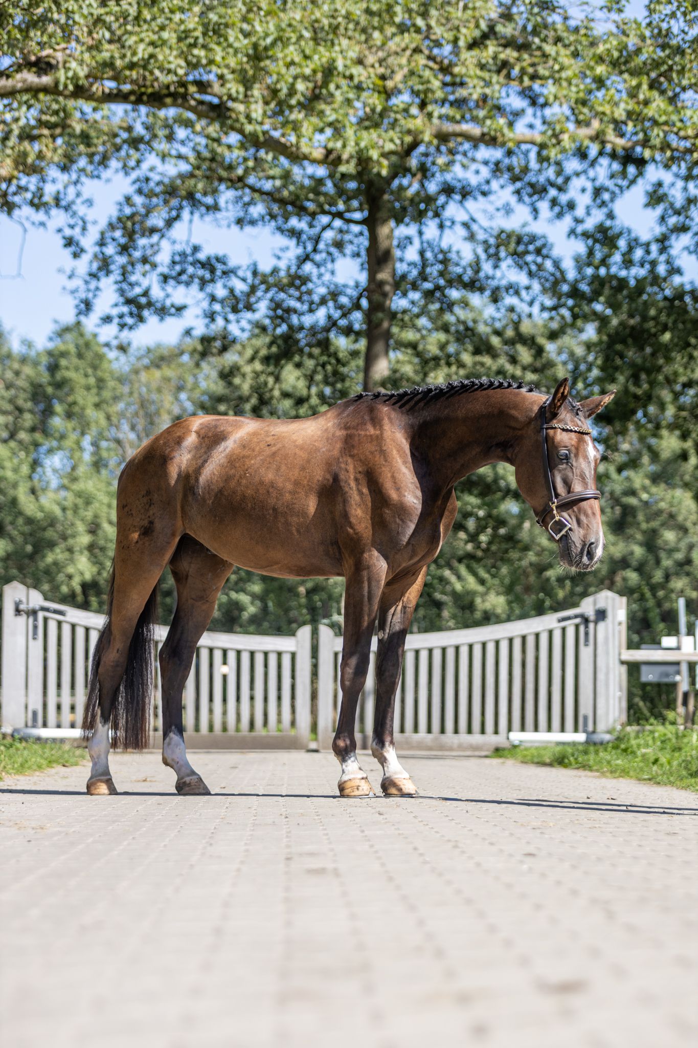 kwpn springpaard ruin 3 years old donkerbruin for sale - Photo 2