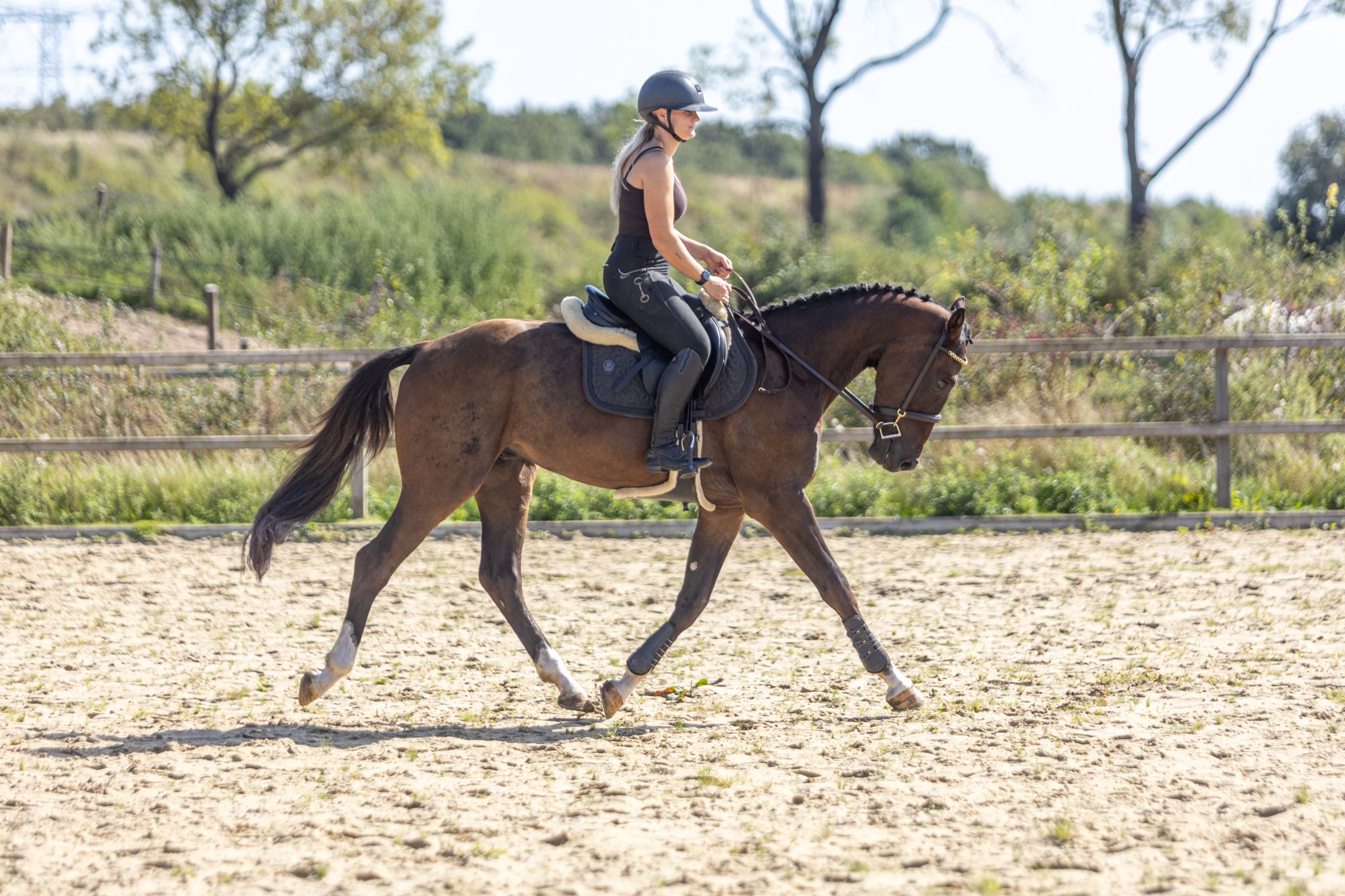kwpn springpaard ruin 3 years old donkerbruin for sale - Photo 5