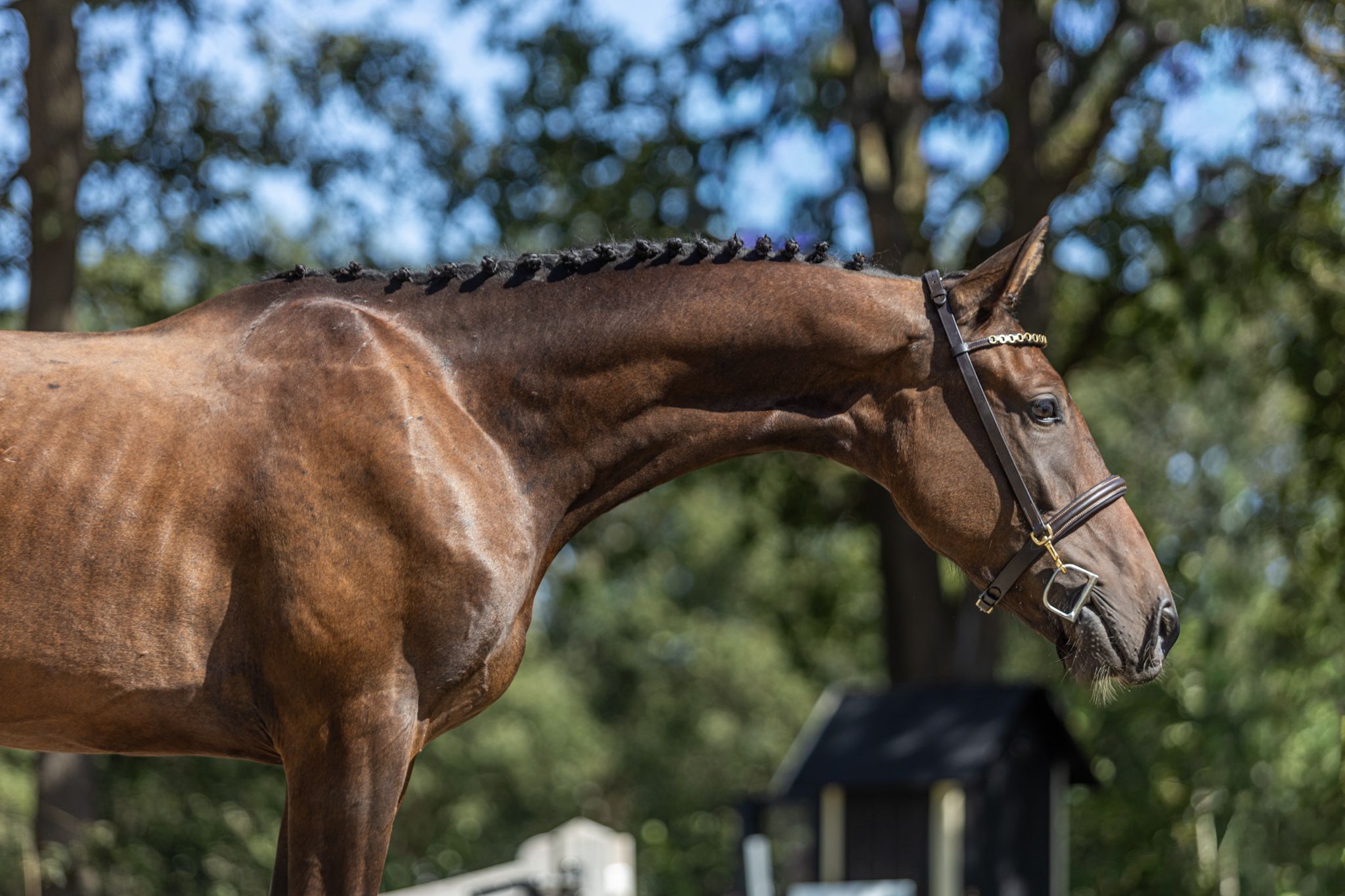 kwpn springpaard ruin 3 years old donkerbruin for sale - Photo 3