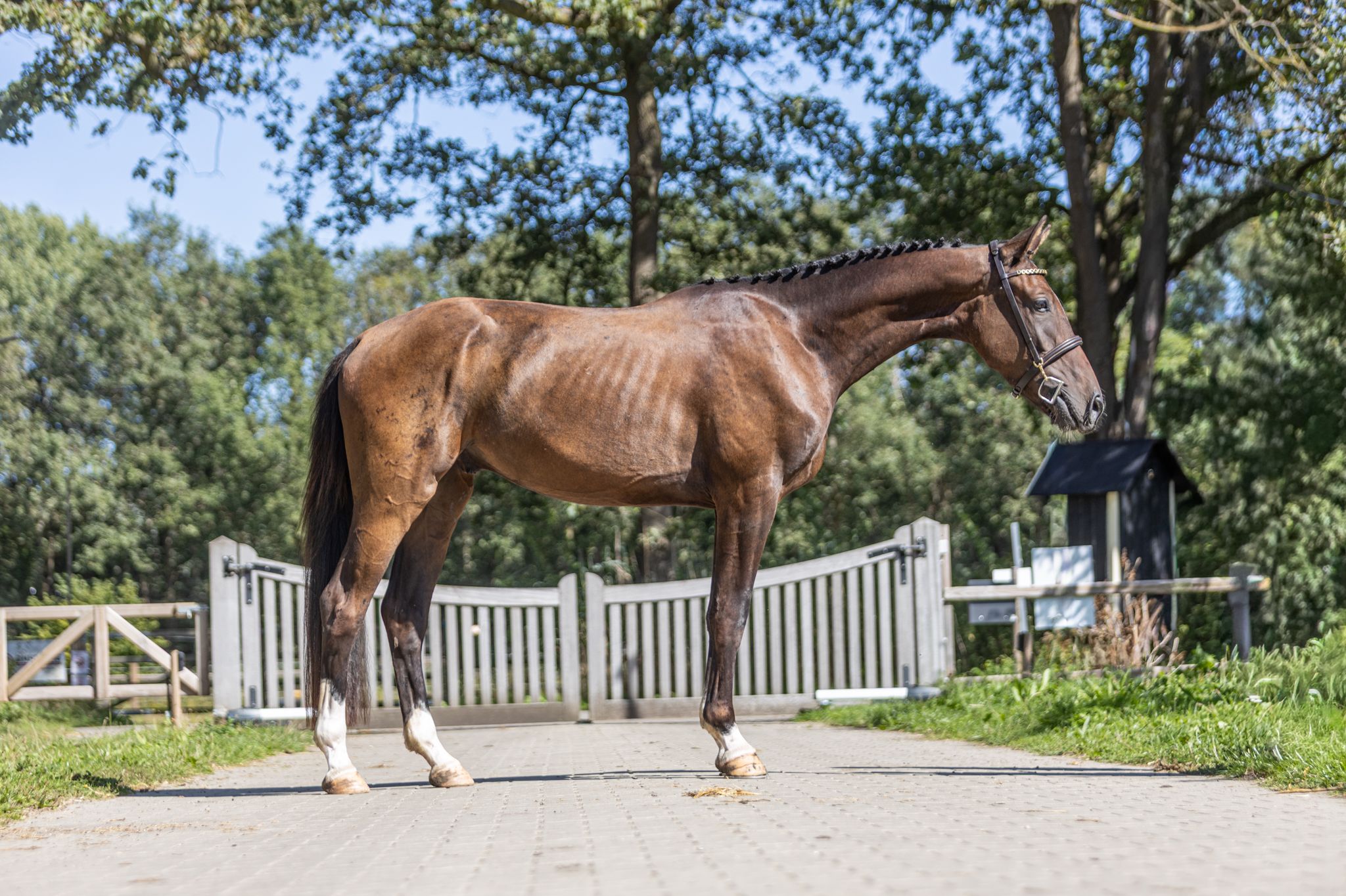 kwpn springpaard ruin 3 years old donkerbruin for sale - Photo 4