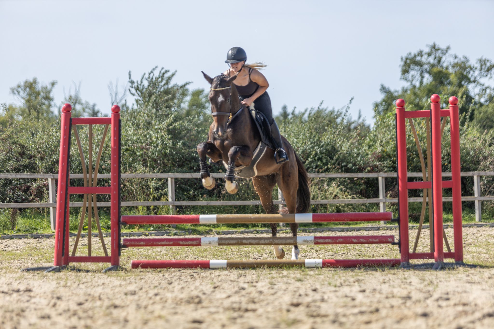 kwpn springpaard ruin 3 years old donkerbruin for sale - Photo 6