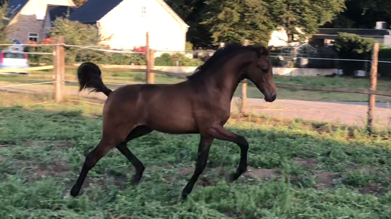 Merrieveulen Sambucci de muze x Baltic vdl