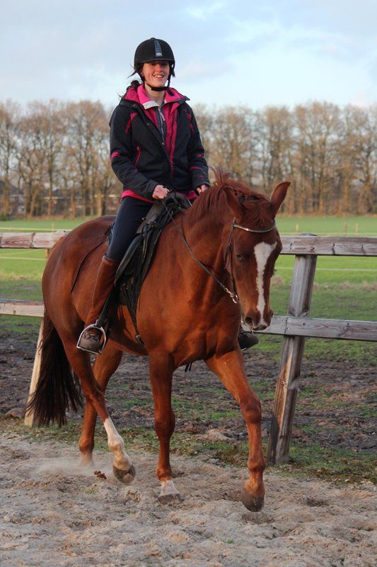 kwpn dressuurpaard ruin 17 Jahre alt vos zu verkaufen - Foto 5