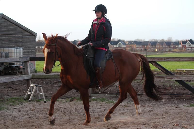 kwpn dressuurpaard ruin 17 Jahre alt vos zu verkaufen - Foto 6