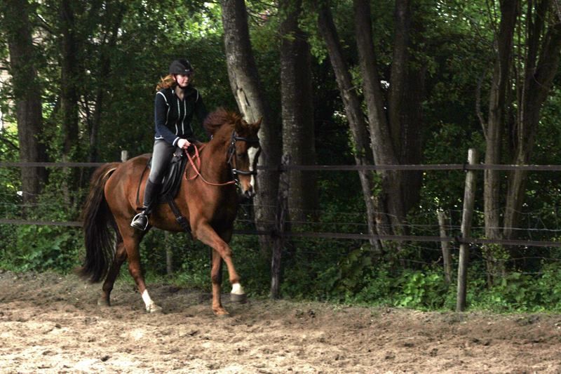 kwpn dressuurpaard ruin 17 Jahre alt vos zu verkaufen - Foto 3