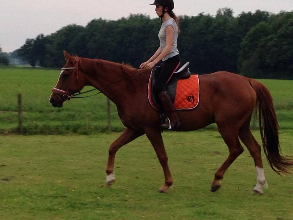 kwpn dressuurpaard ruin 17 Jahre alt vos zu verkaufen - Foto 4