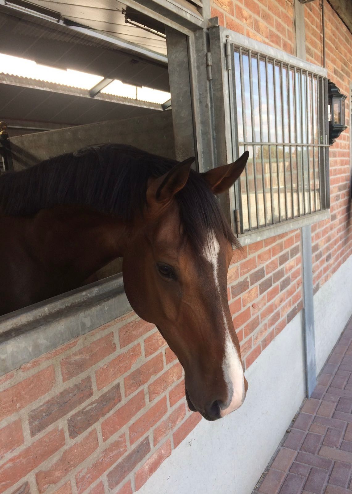 kwpn springpaard ruin 14 años bruin en venta - Foto 2
