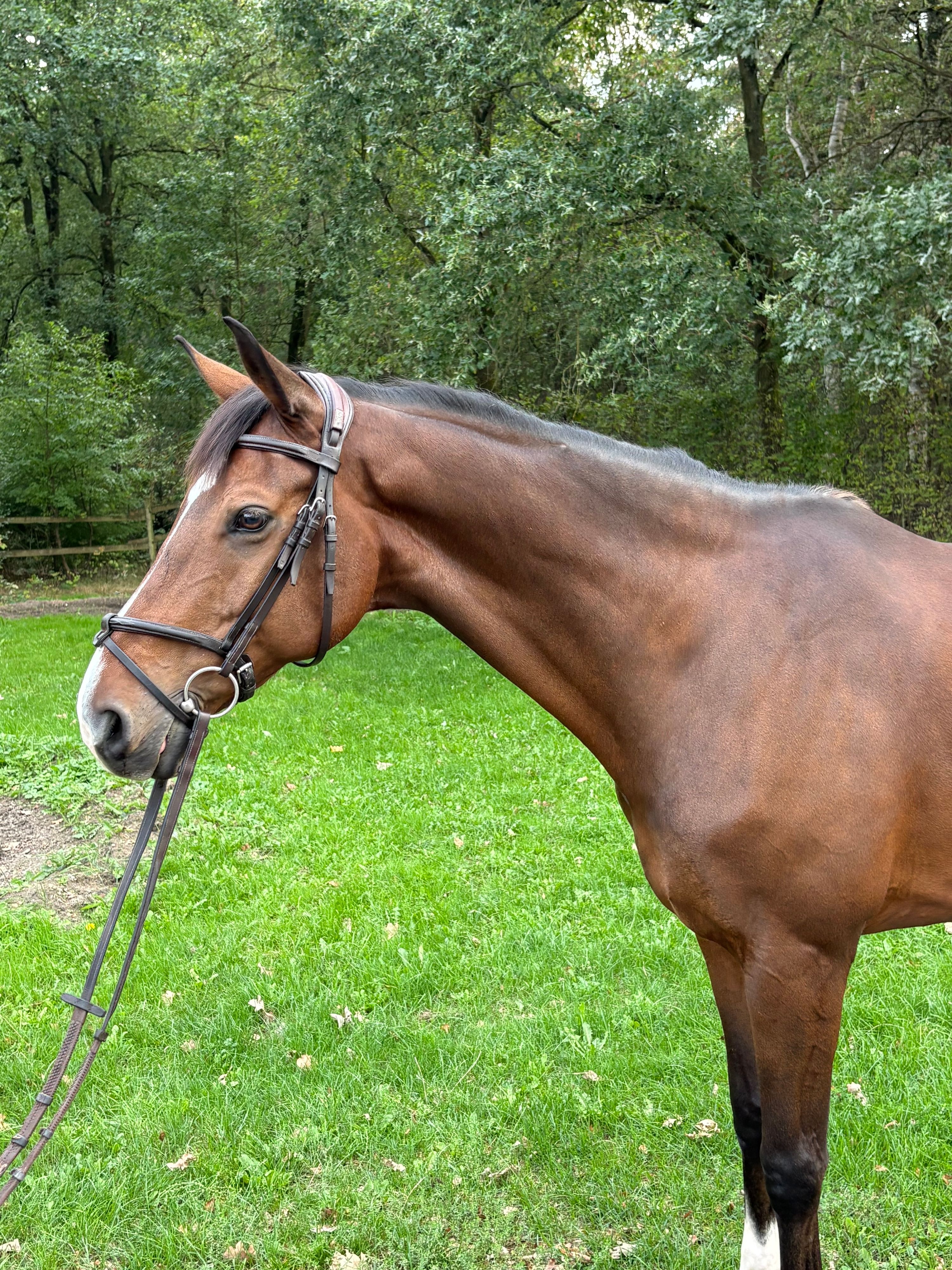 kwpn springpaard ruin 14 años bruin en venta - Foto 3
