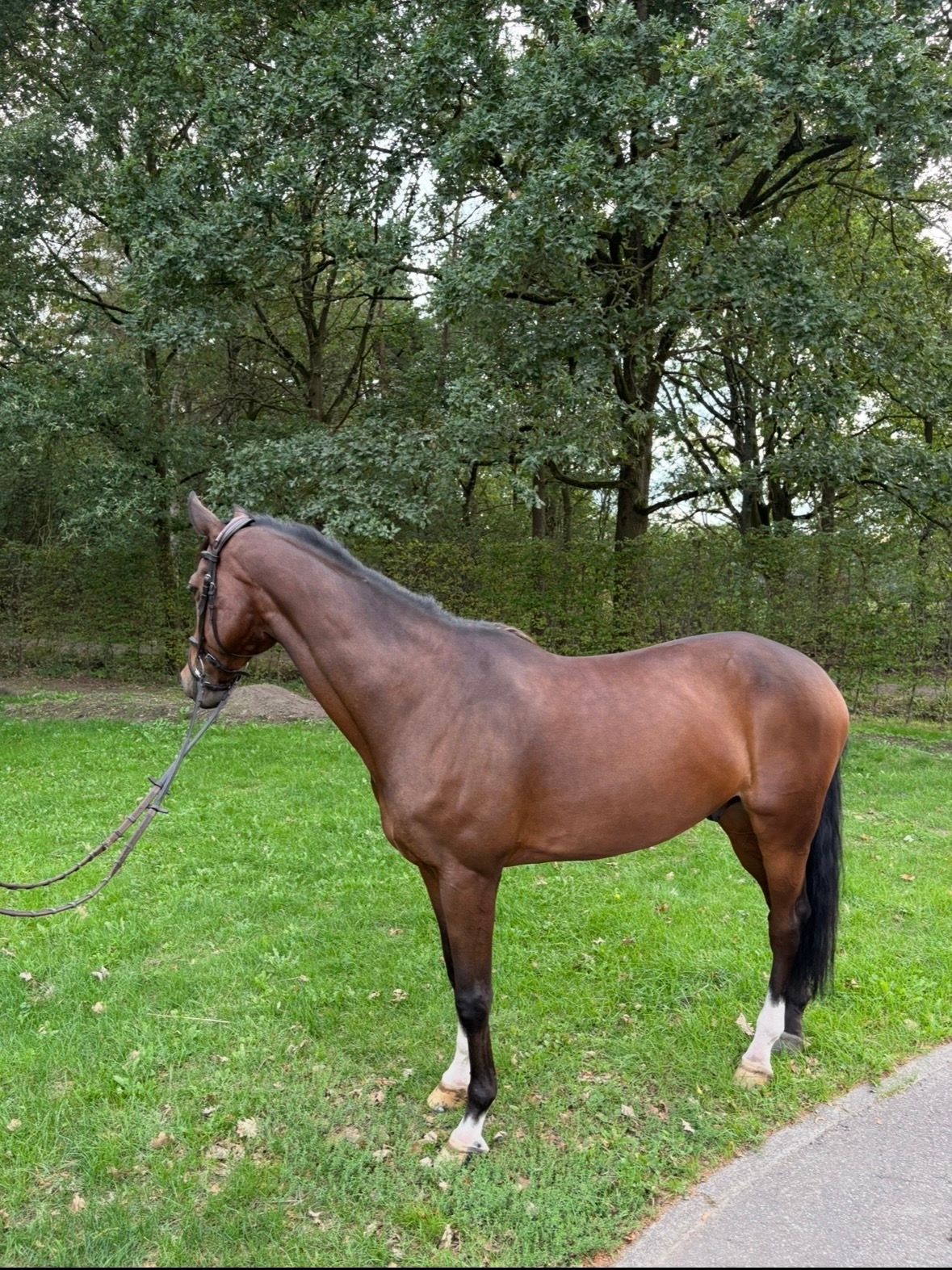kwpn springpaard ruin 14 años bruin en venta - Foto 4