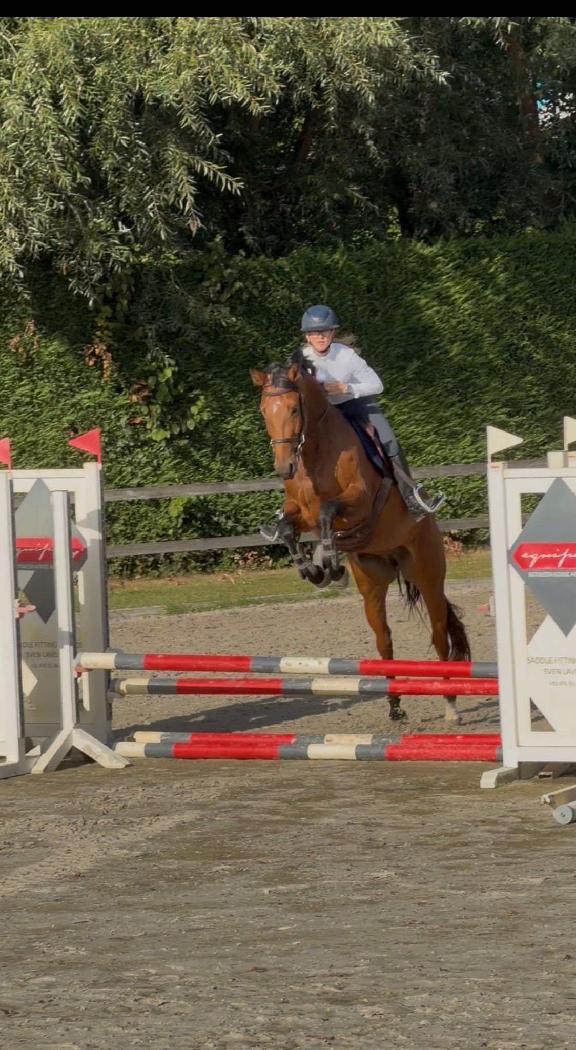 bwp allrounder merrie 4 Jahre alt bruin zu verkaufen - Foto 4