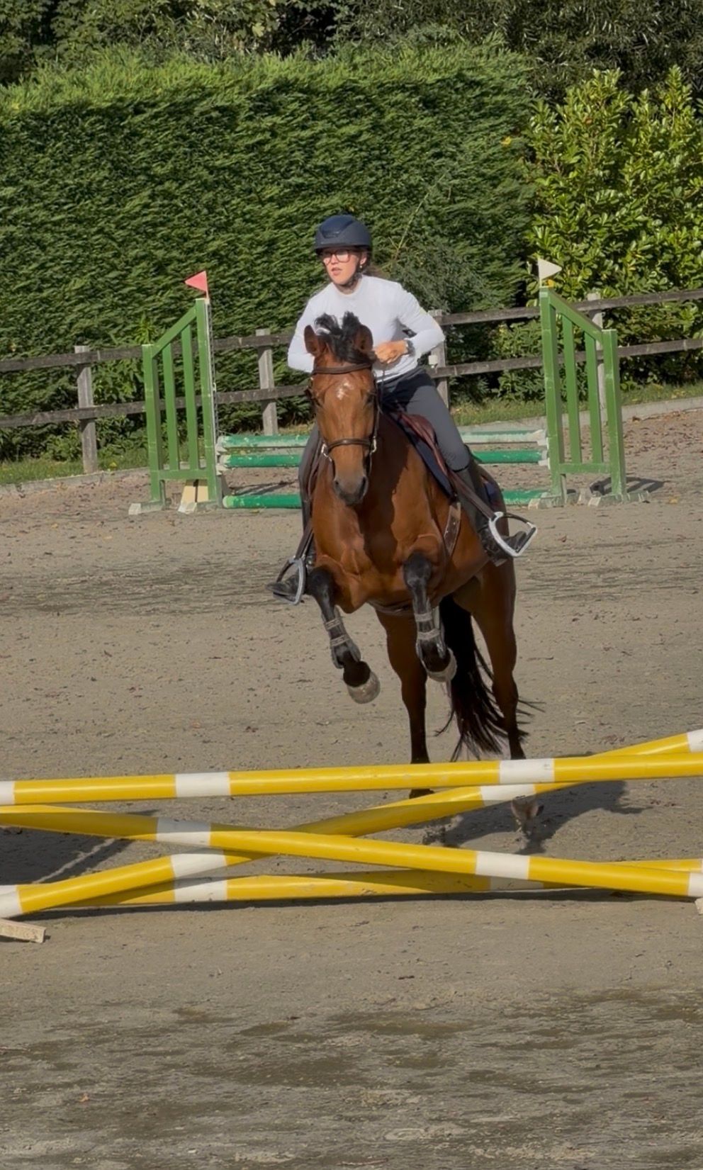 bwp allrounder merrie 4 Jahre alt bruin zu verkaufen - Foto 5