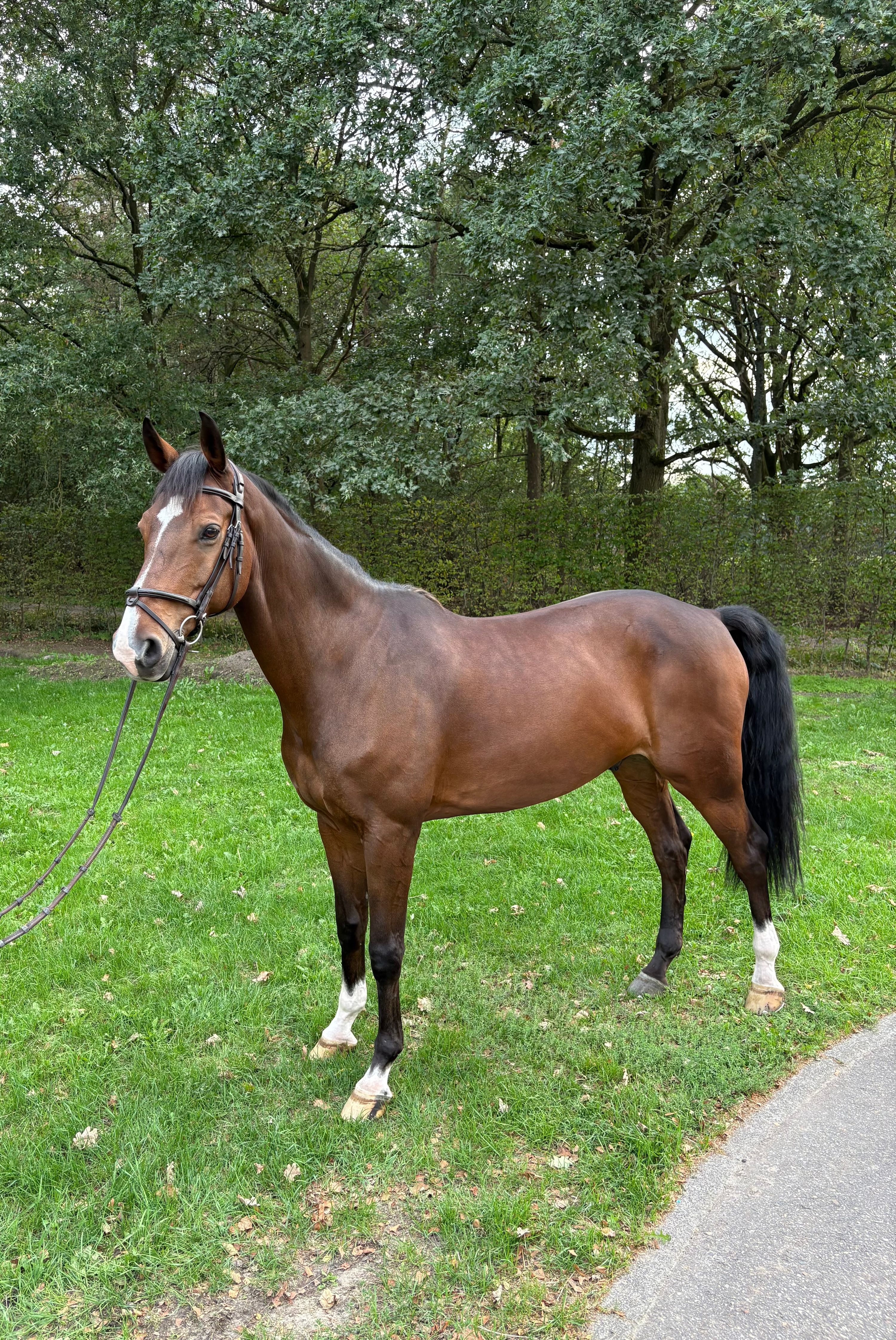 kwpn springpaard ruin 14 años bruin en venta - Foto 5