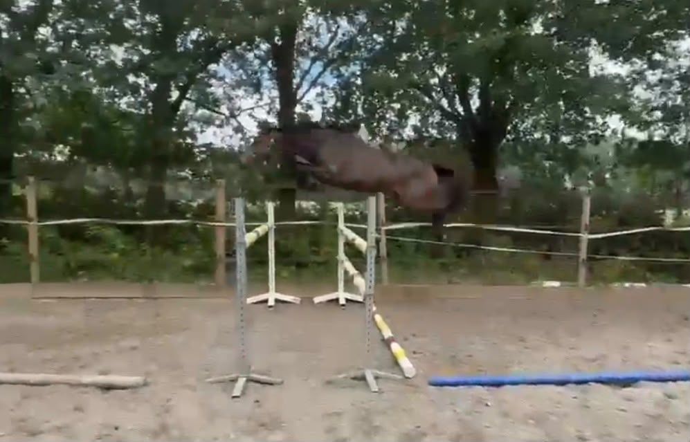 2-year-old mare by New pleasure