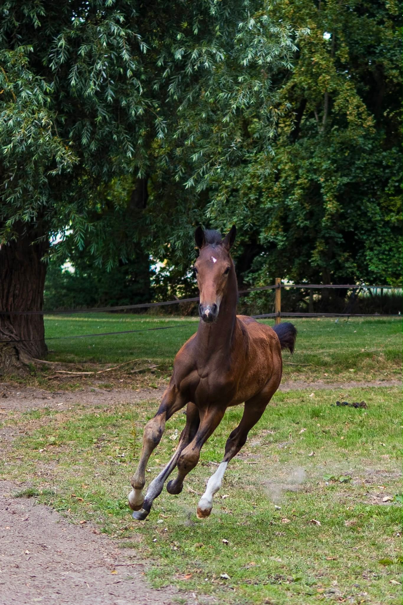 kwpn dressuurpaard hengst 0 years old bruin for sale - Photo 5