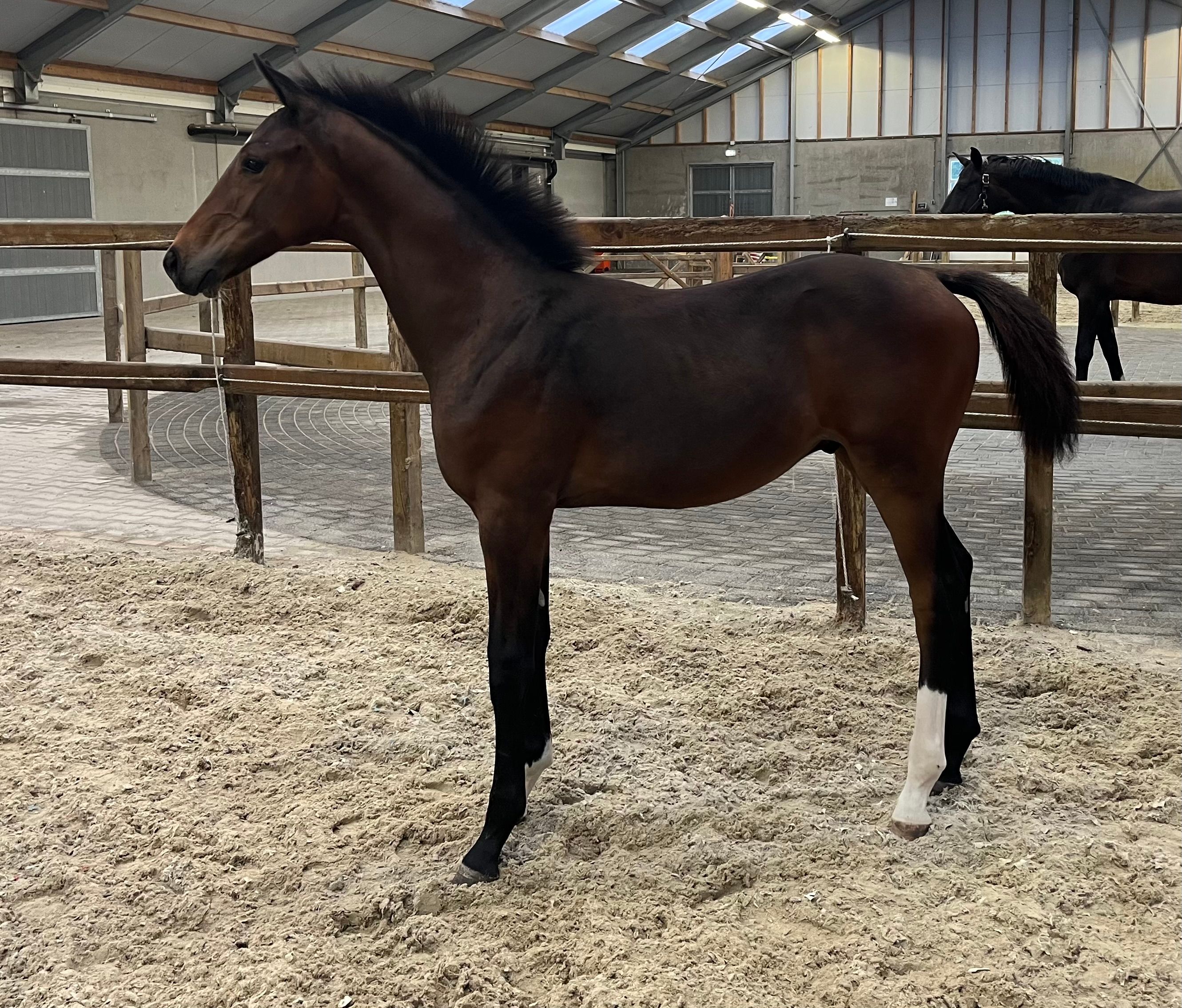 kwpn dressuurpaard hengst 0 years old bruin for sale - Photo 2