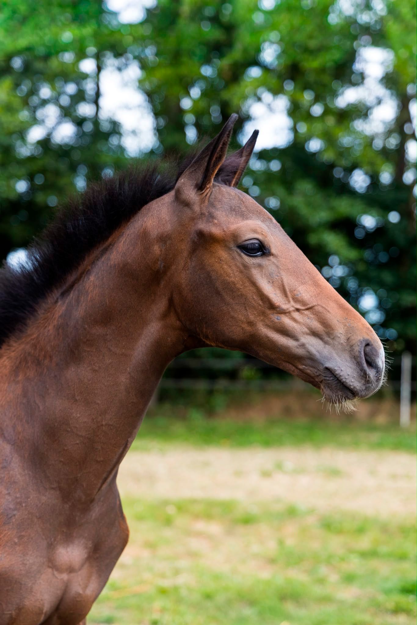 kwpn dressuurpaard hengst 0 years old bruin for sale - Photo 4