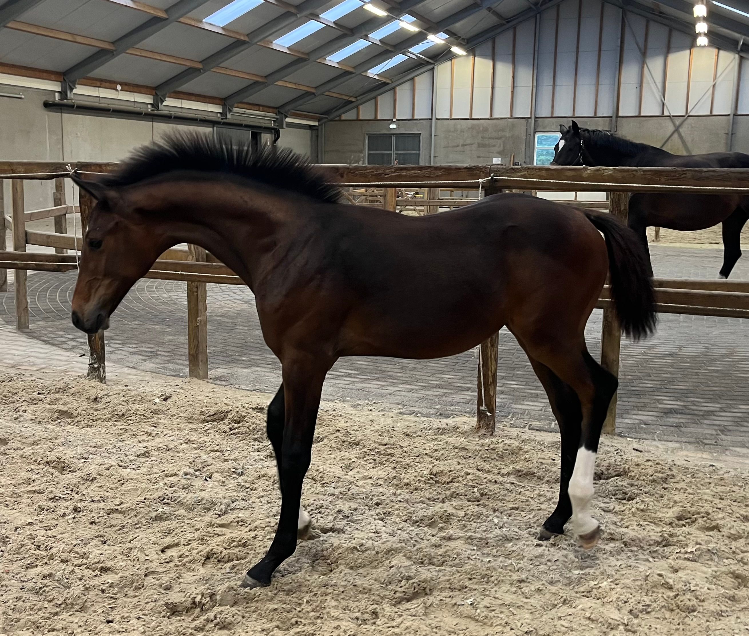 kwpn dressuurpaard hengst 0 years old bruin for sale - Photo 3